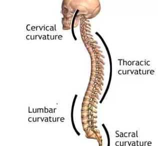 Effects of Poor Posture