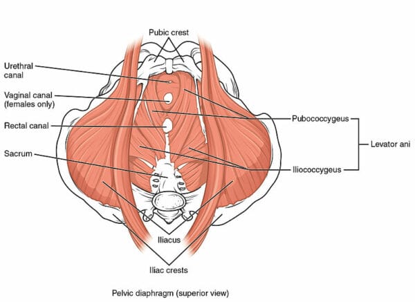 Mississauga Pelvic Health