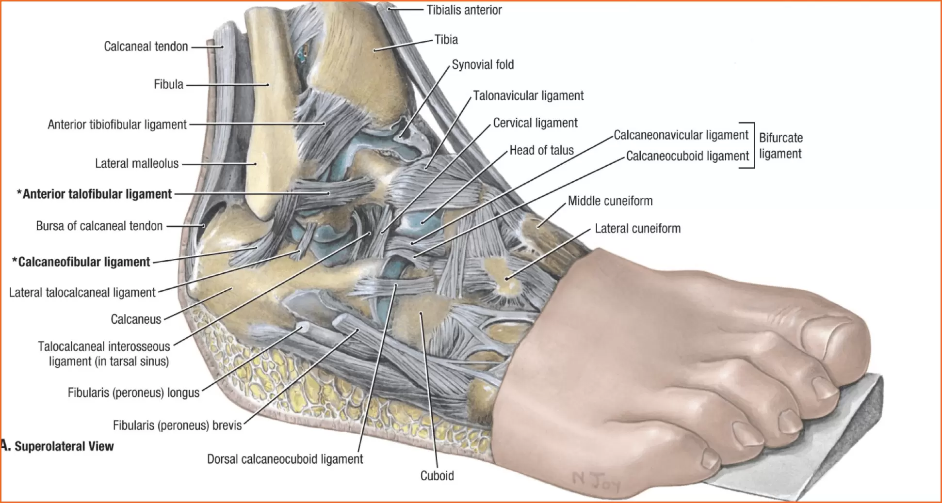 Ankle Anatomy Explained