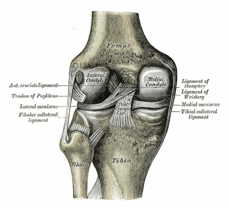 MCL Injury