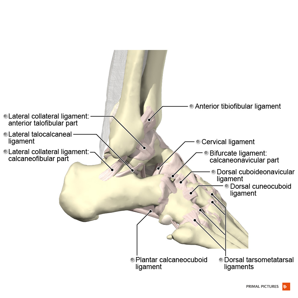 Physiotherapy for Ankle Injuries