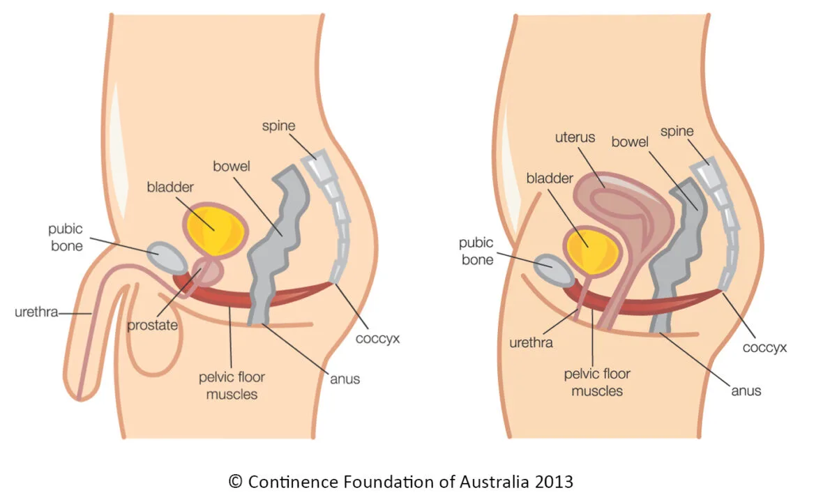 Pelvic Pain - Mississauga Pelvic Health