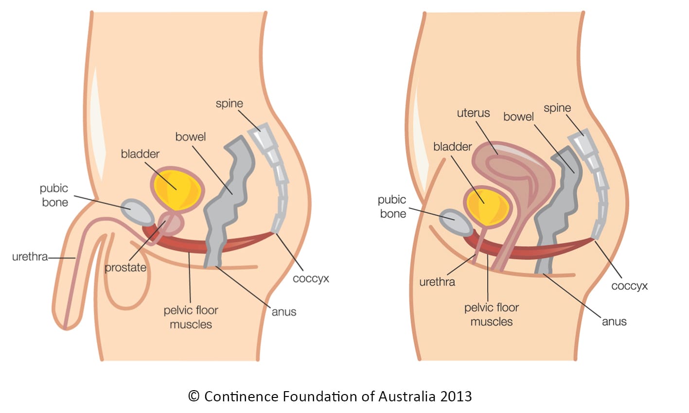 Pelvic Pain - Mississauga Pelvic Health