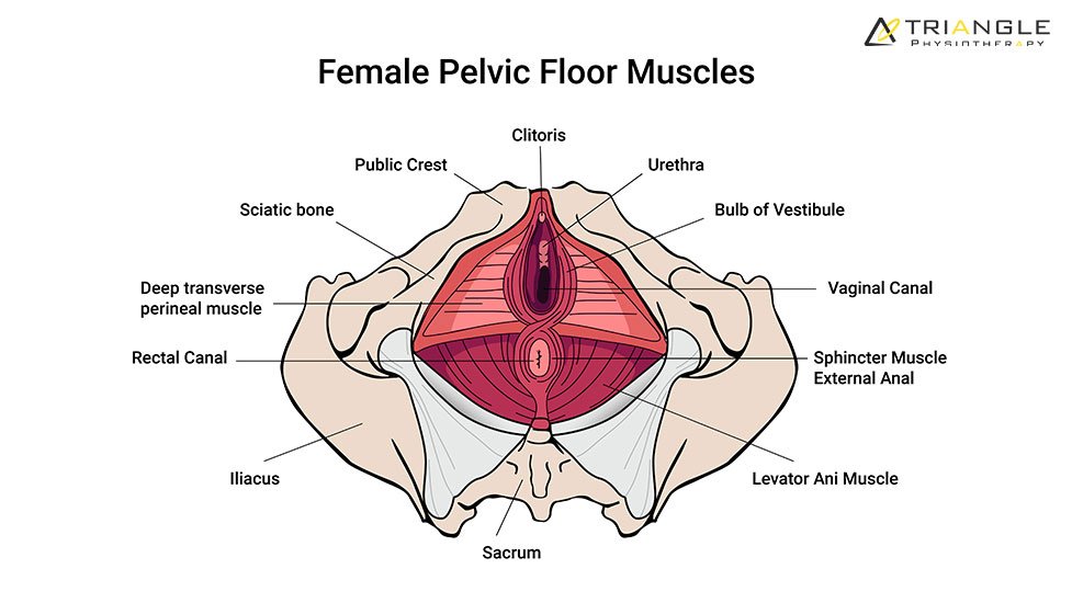 pelvic floor muscle dysfunction Trianglephysiotherapy